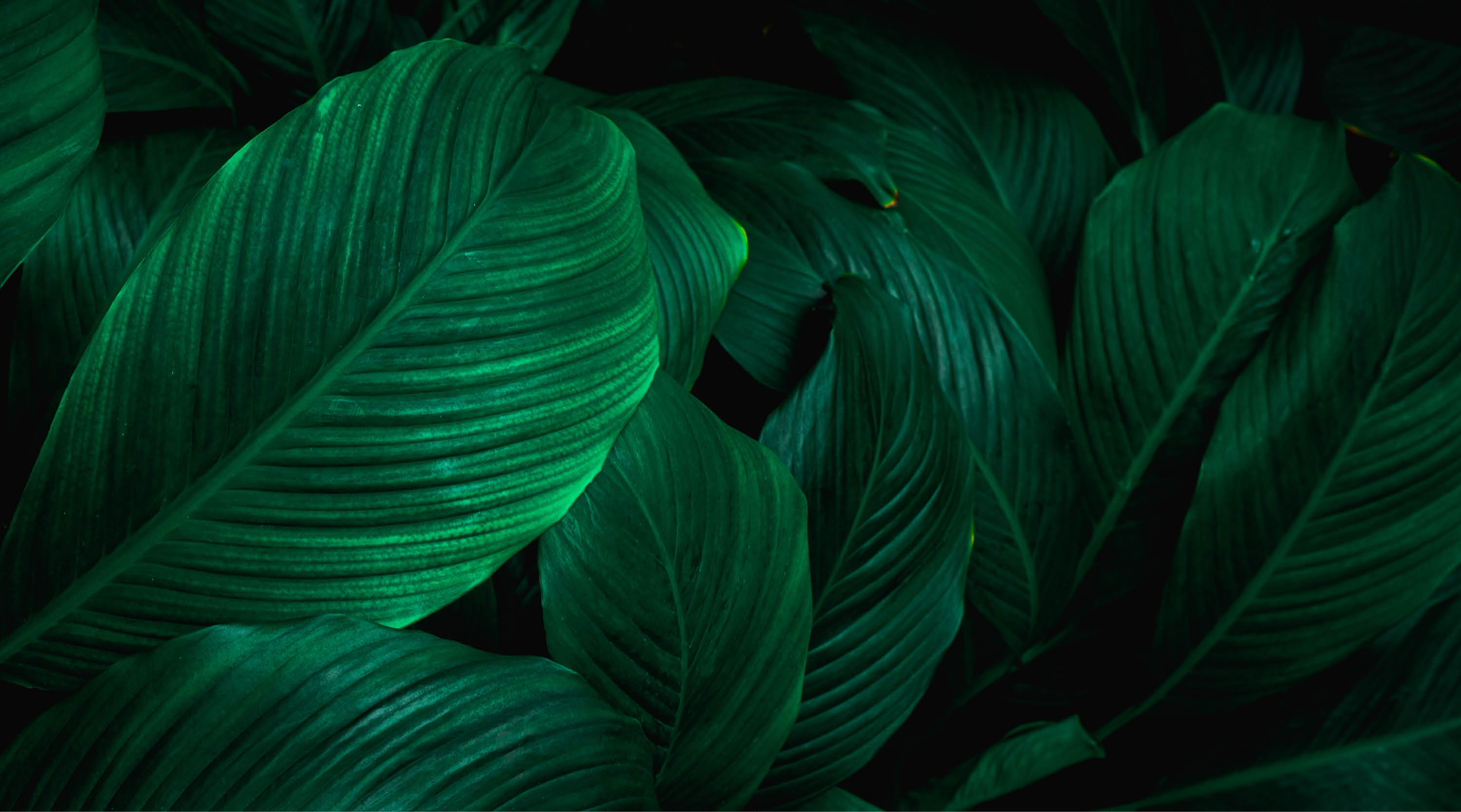 Leaf Texture