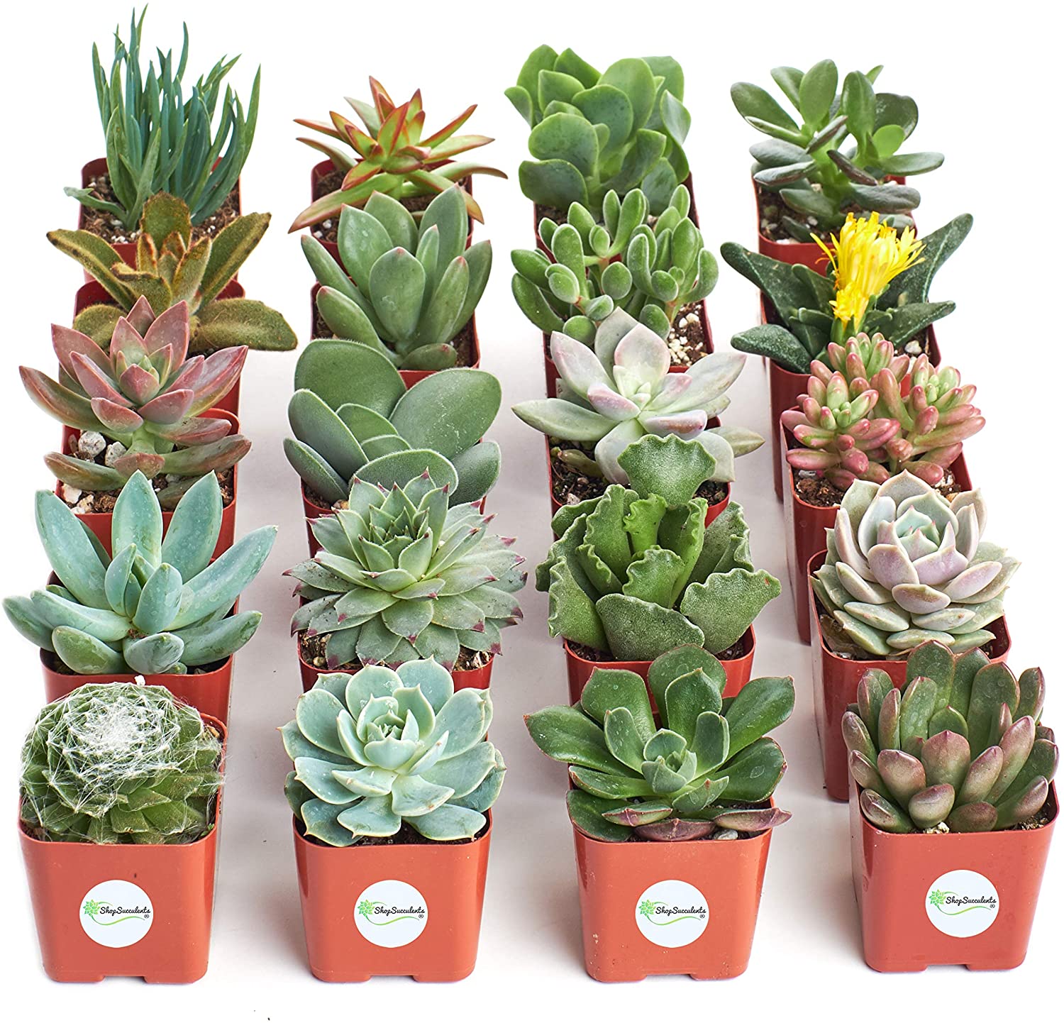Succulents