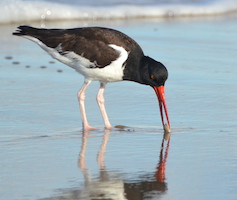 Photo of an oyster catcher on the beach.