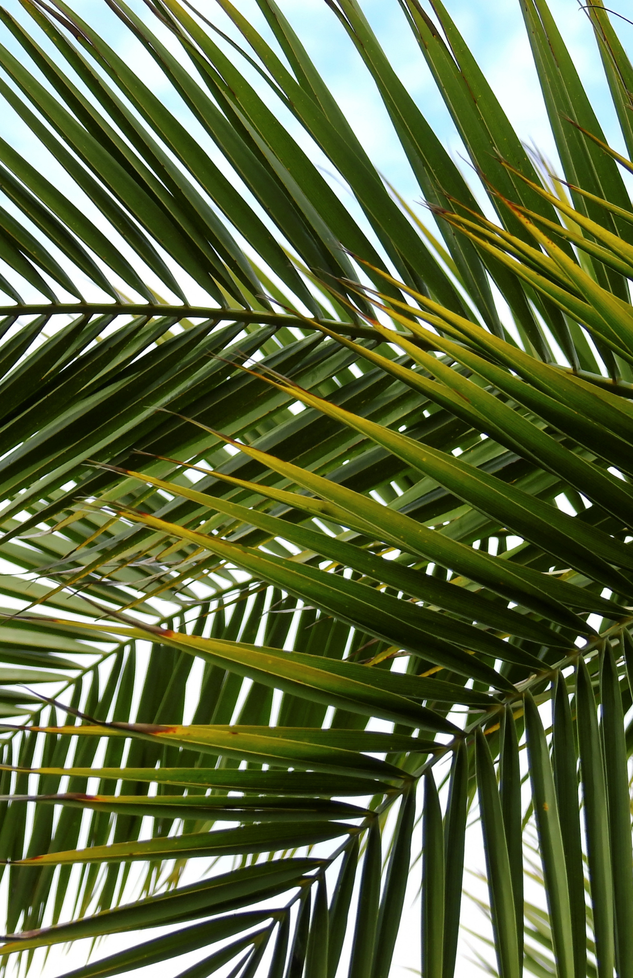 Palms
