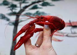 A hand holding a red crawfish.
